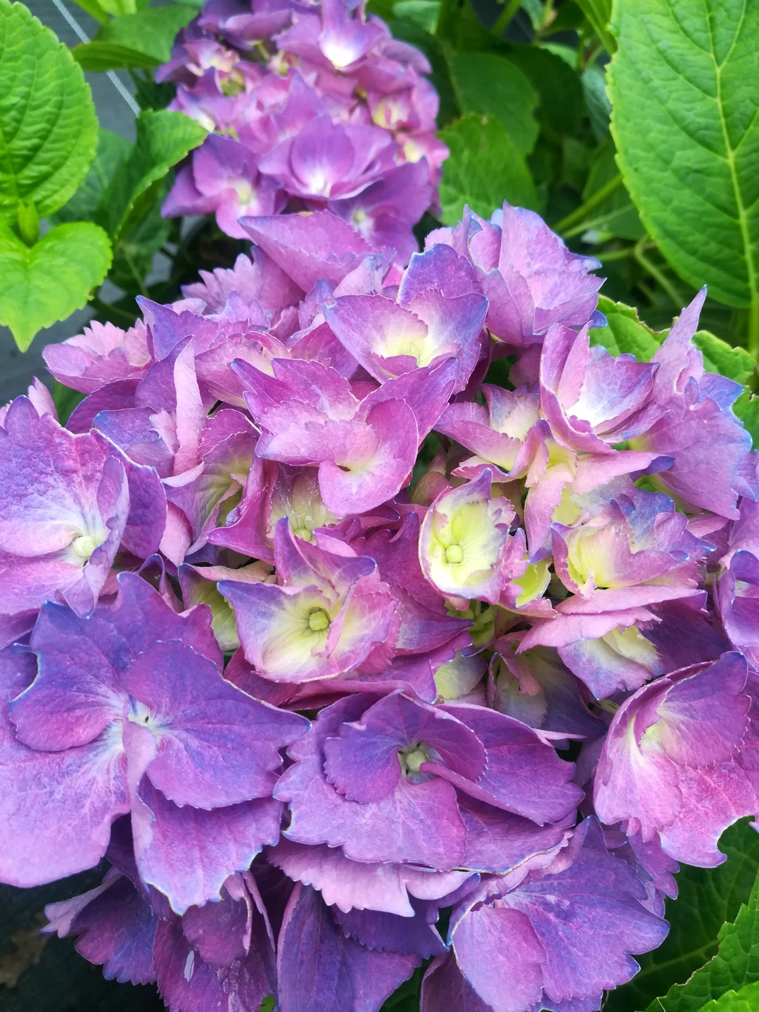 Les Hortensias du Haut Bois Burg Konigstein hortensia fleurs rondes