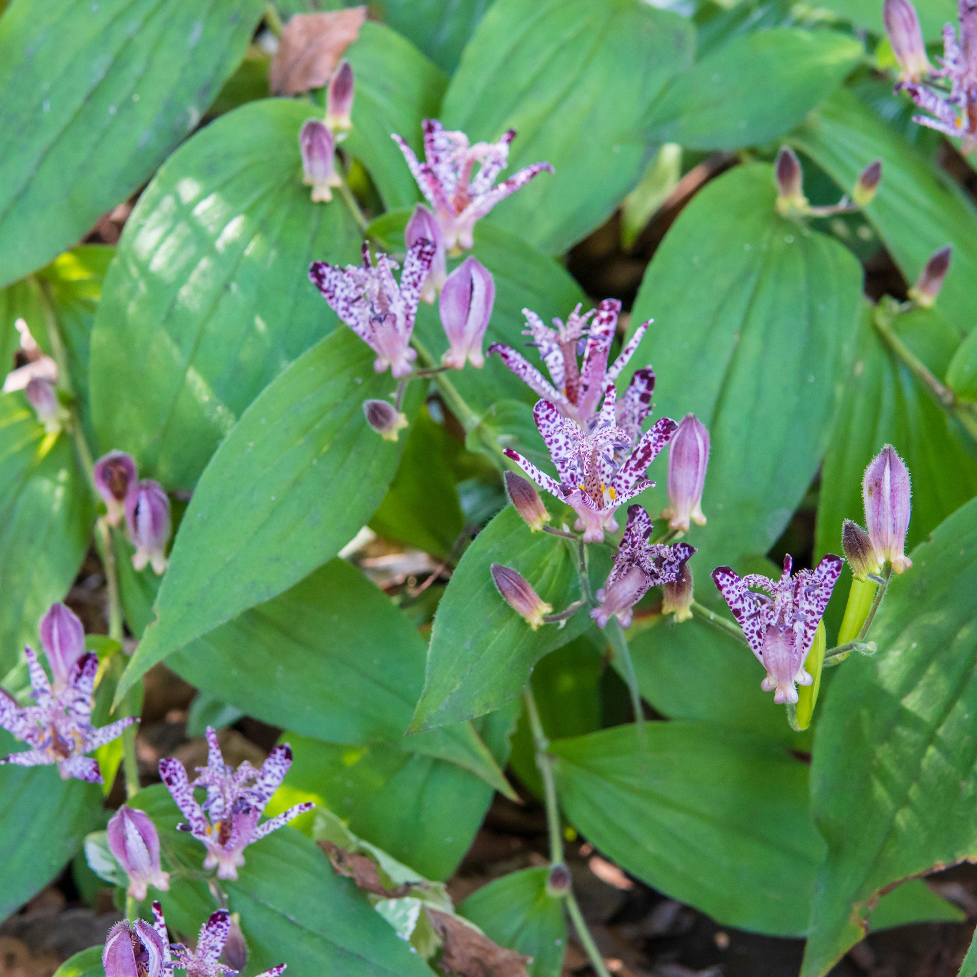 Bakker Tricyrtis hirta lys crapaud violet pot 8cm