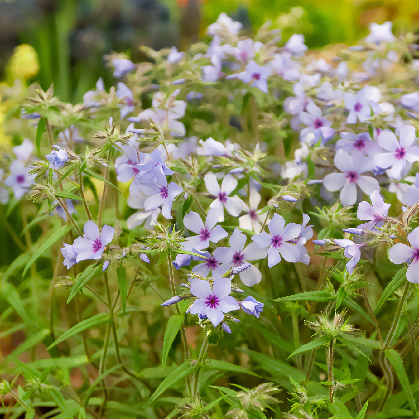 Bakker Plantes vivaces Phlox divaricata Chattahoochee pot 9cm bleu