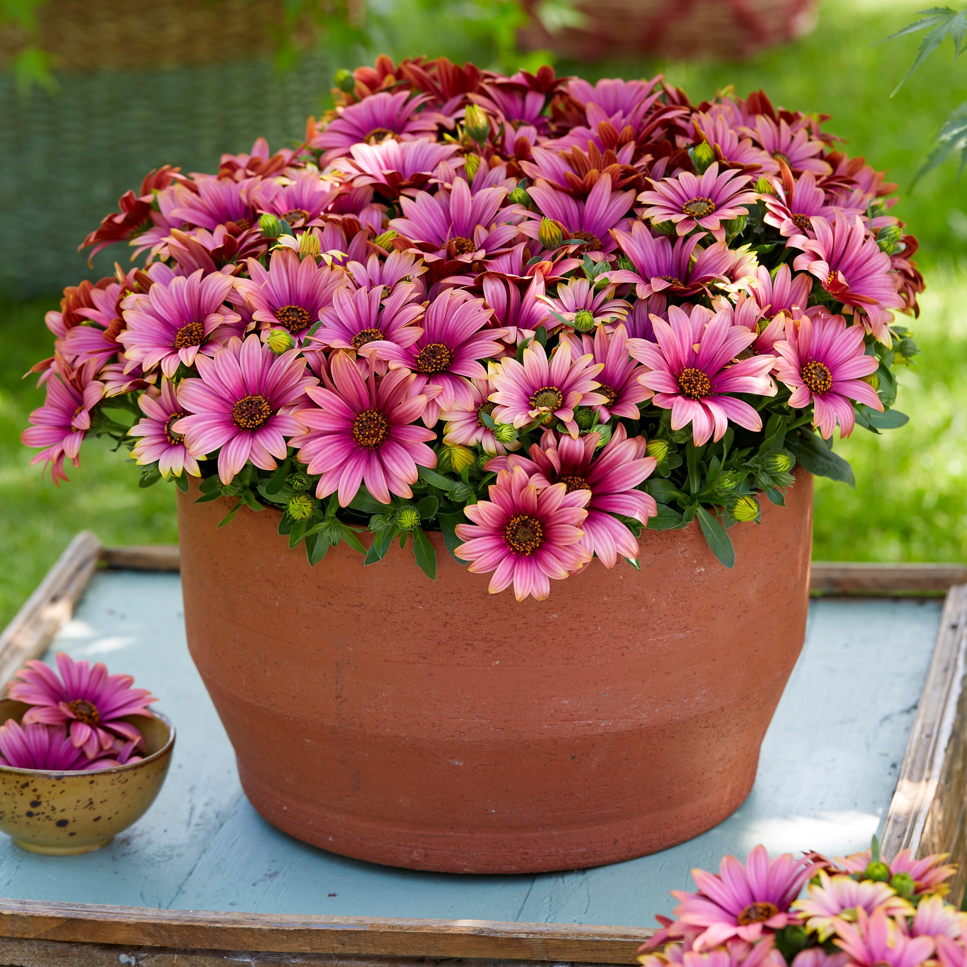 Bakker Marguerites Cap bicolor fleur 3 pots