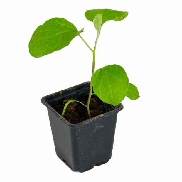 Bakker Rania plant aubergine zébrée violette 3 plants Ø10,5 cm