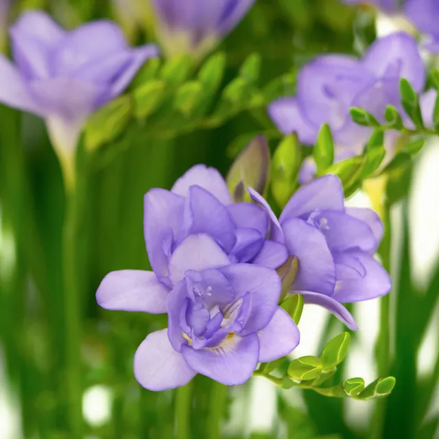 Bakker Bulbes Freesias doubles bleues bulbes fleurs sachet 25