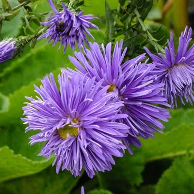 Passion Vivaces Aster Percy Thrower plante vivace godet bleu violacé