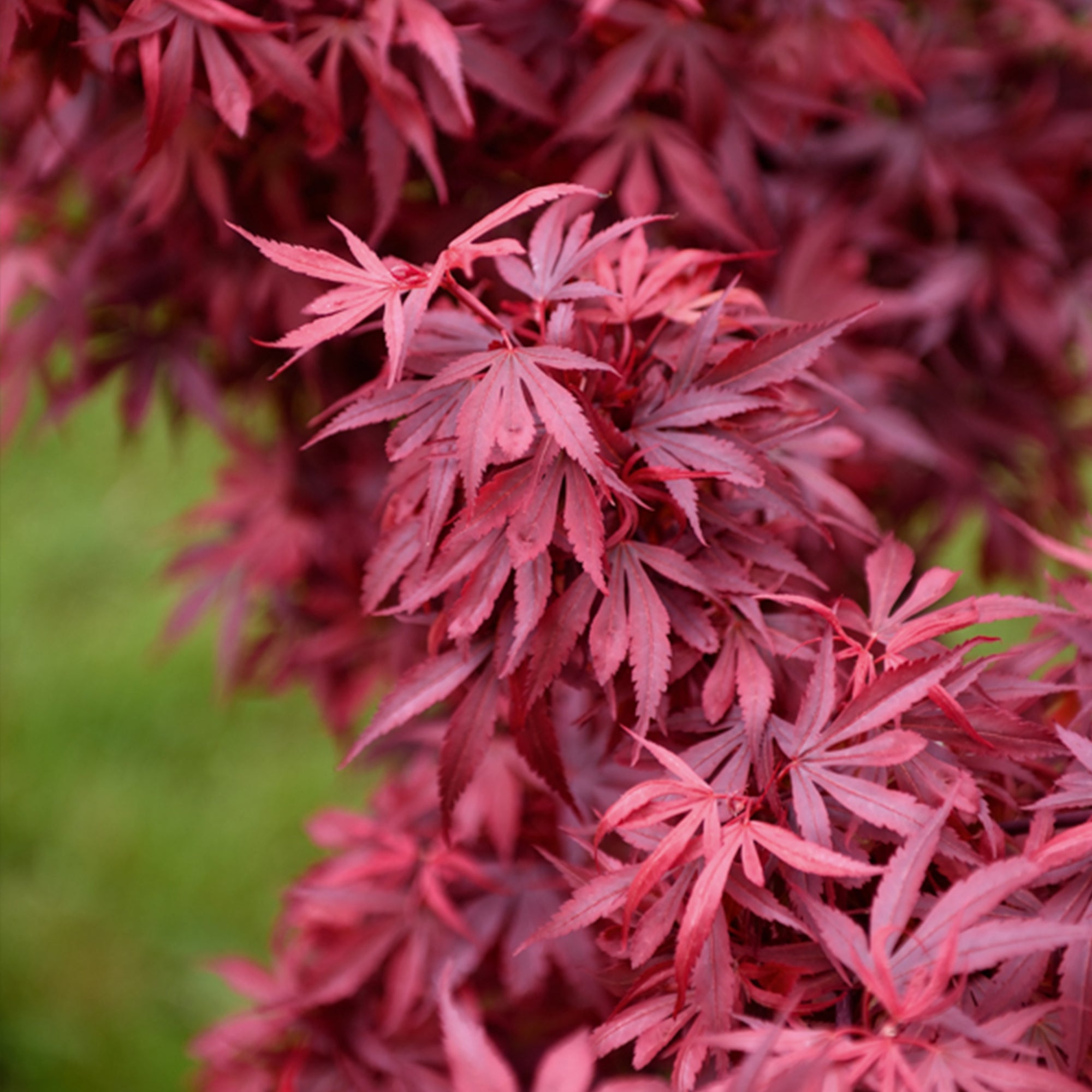 Bakker Érable du Japon Shaina arbuste pot 2L 20-30cm rouge