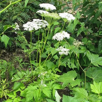 Passion Vivaces Dystaenia takesimana plante vivace comestible blanche