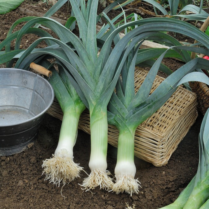 Bakker Potager Poireau Electra sachet 1,5g 525 graines