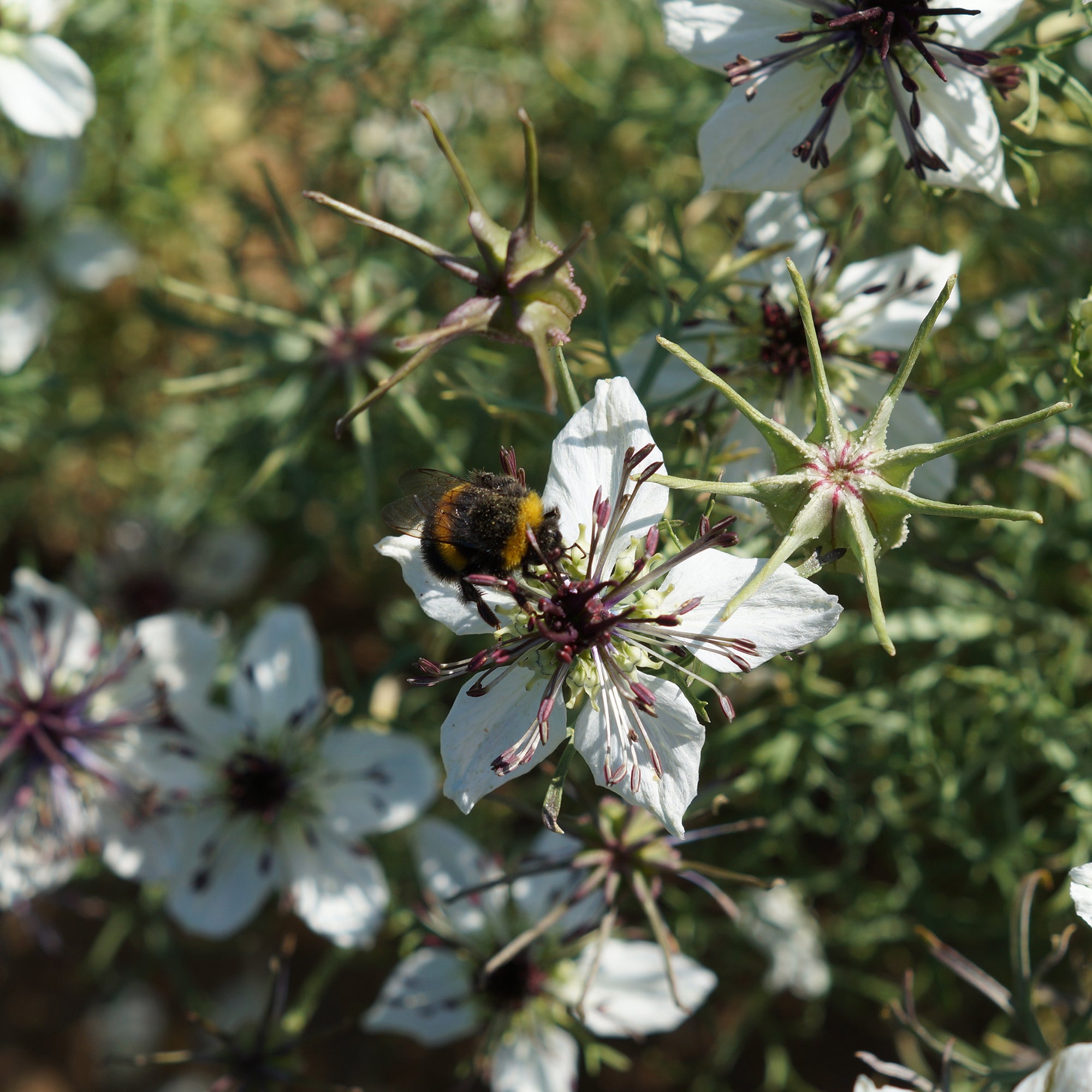 Bakker Nigella African Bride graines fleurs blanches 75 graines
