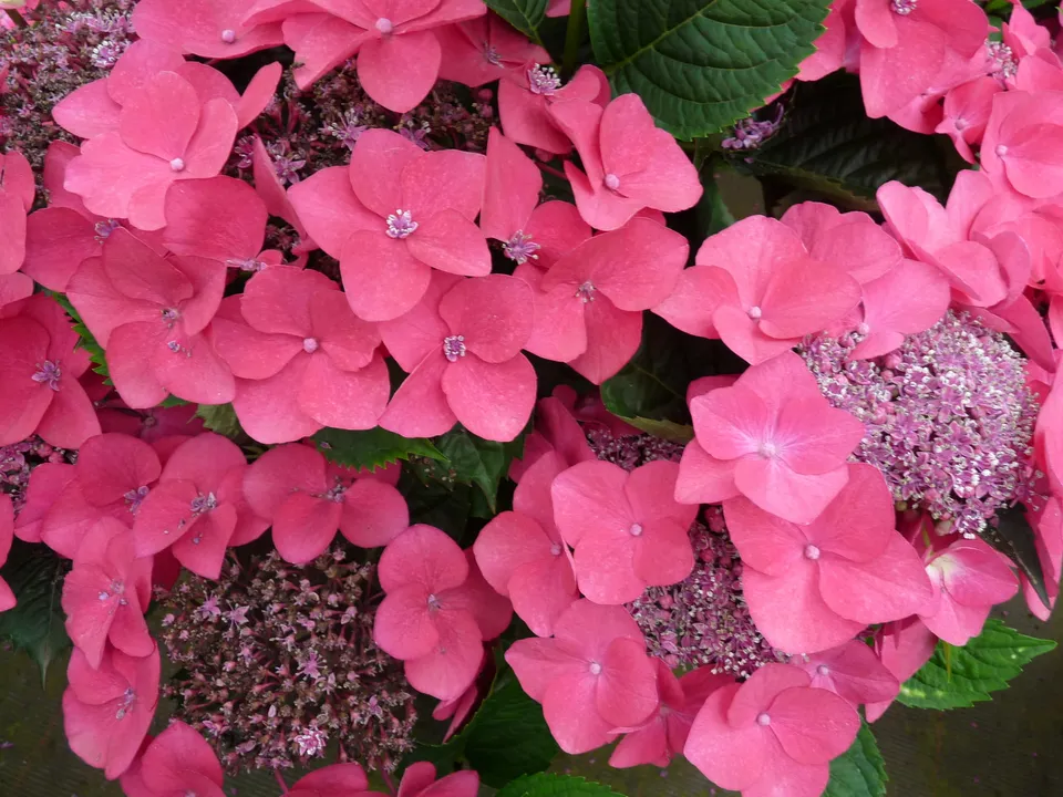 Les Hortensias du Haut Bois Kardinal hortensia fleurs plates godet