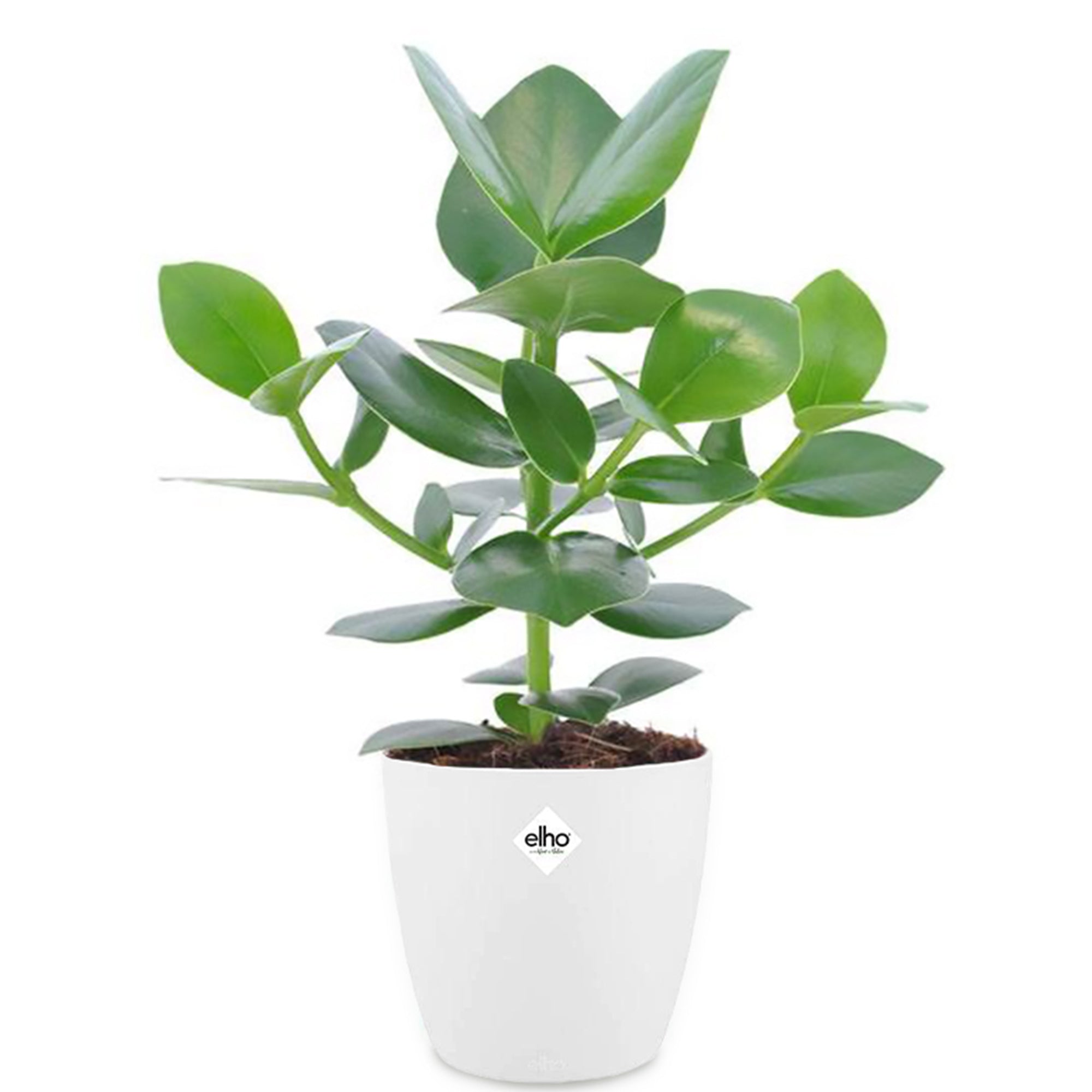 Bakker Clusia Princess plante verte + cache-pot blanc lot 2 pots