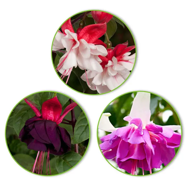 Bakker 3 Fuchsias Bella Rosella pots Ø 9cm fleurs doubles