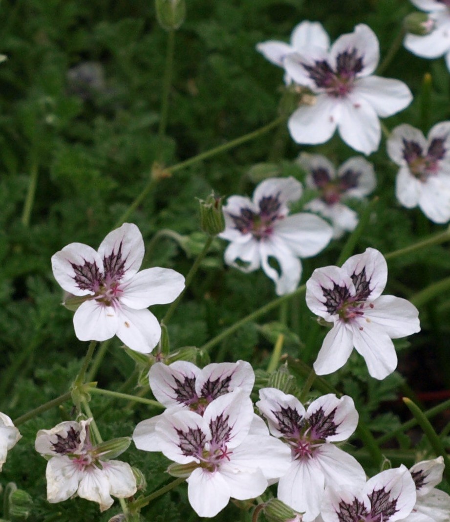 Passion Vivaces Erodium Stéphanie vivace pot 1 L fleurs blanches