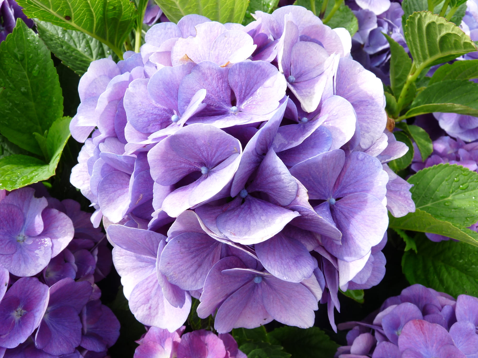 Les Hortensias du Haut Bois Wildenstein hortensia boule godet
