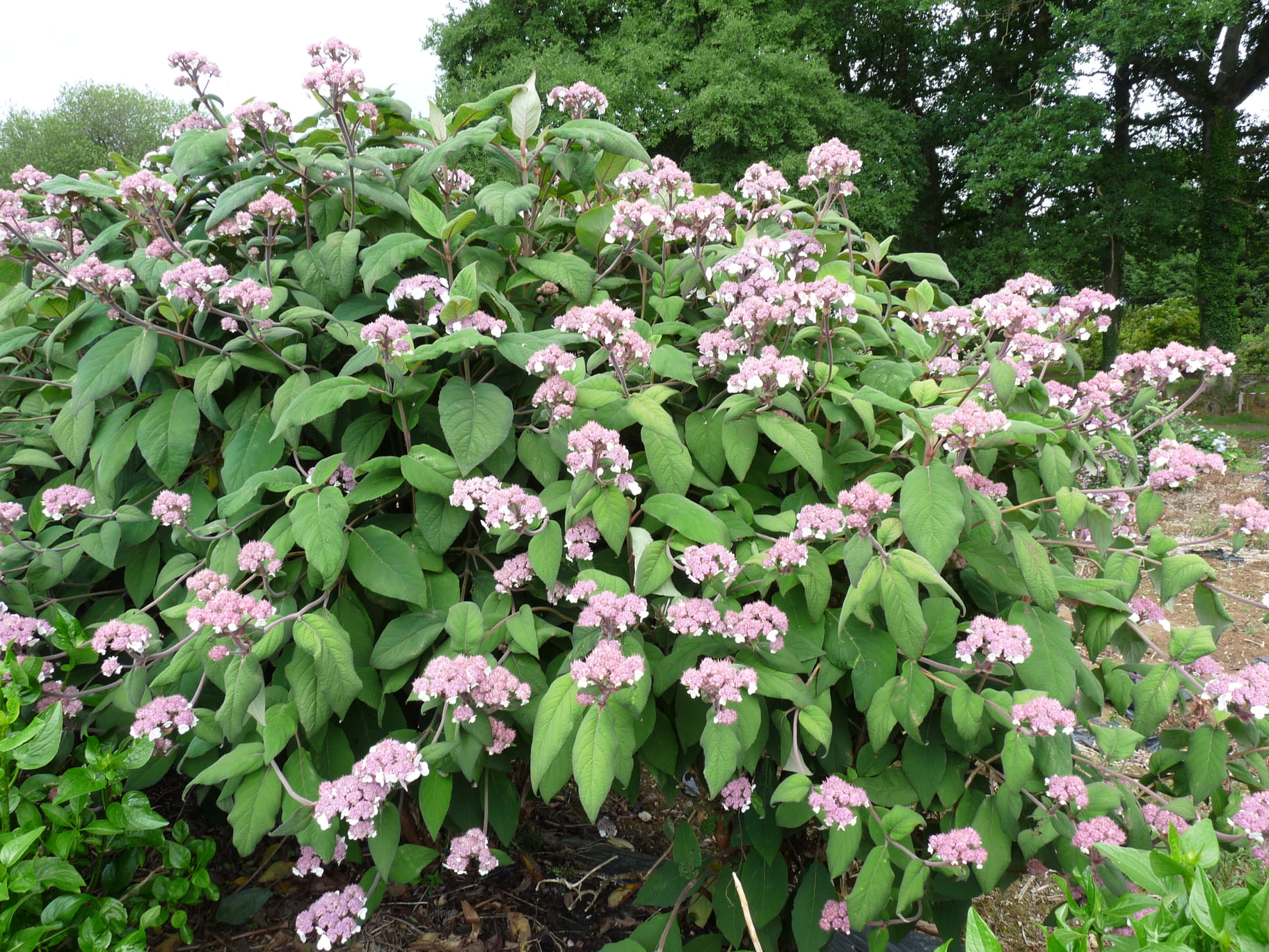 Les Hortensias du Haut Bois Hydrangea aspera Macrophylla hortensia godet