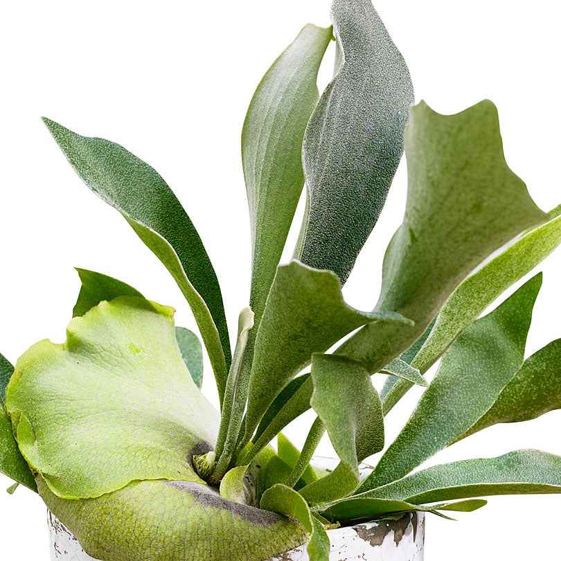 Bakker Plantes d'intérieur Fougère Corne de Cerf pot Ø12cm 25-35cm