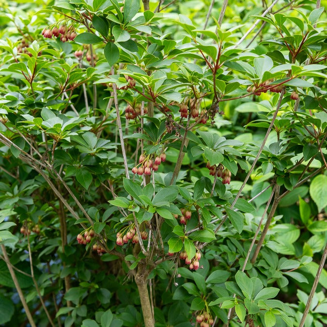 Bakker Andromède campanulée arbuste pot 2L 20-30cm fleurs rouges