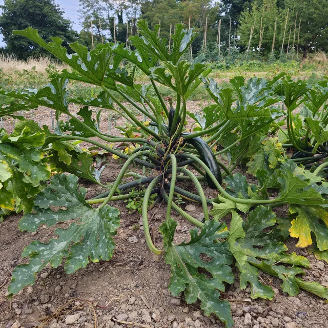 Bakker Courgette Black Beauty BIO graines sachet 1,7g