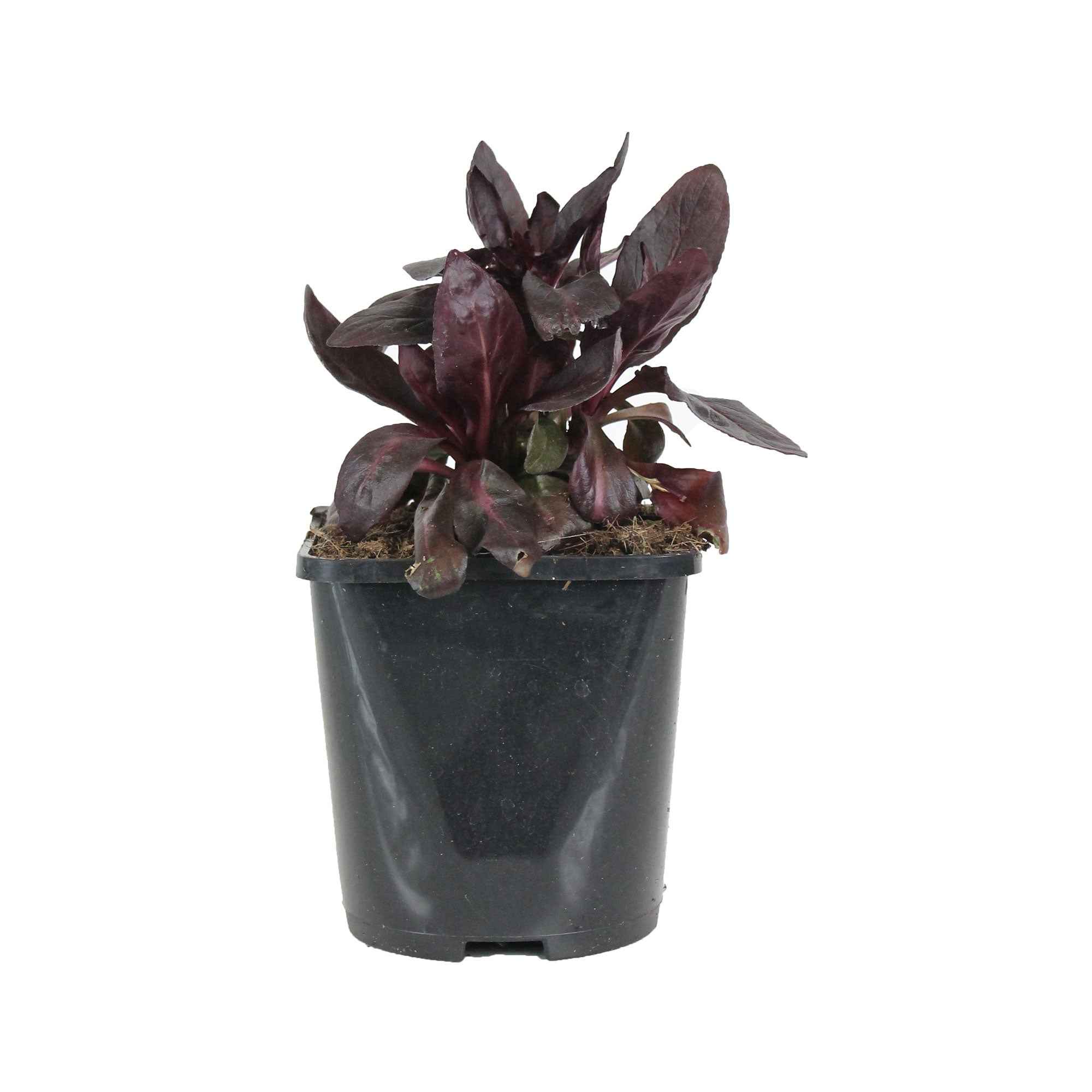 Bakker Plantes vivaces Lobelia Queen Victoria vivace pot 9cm rouge