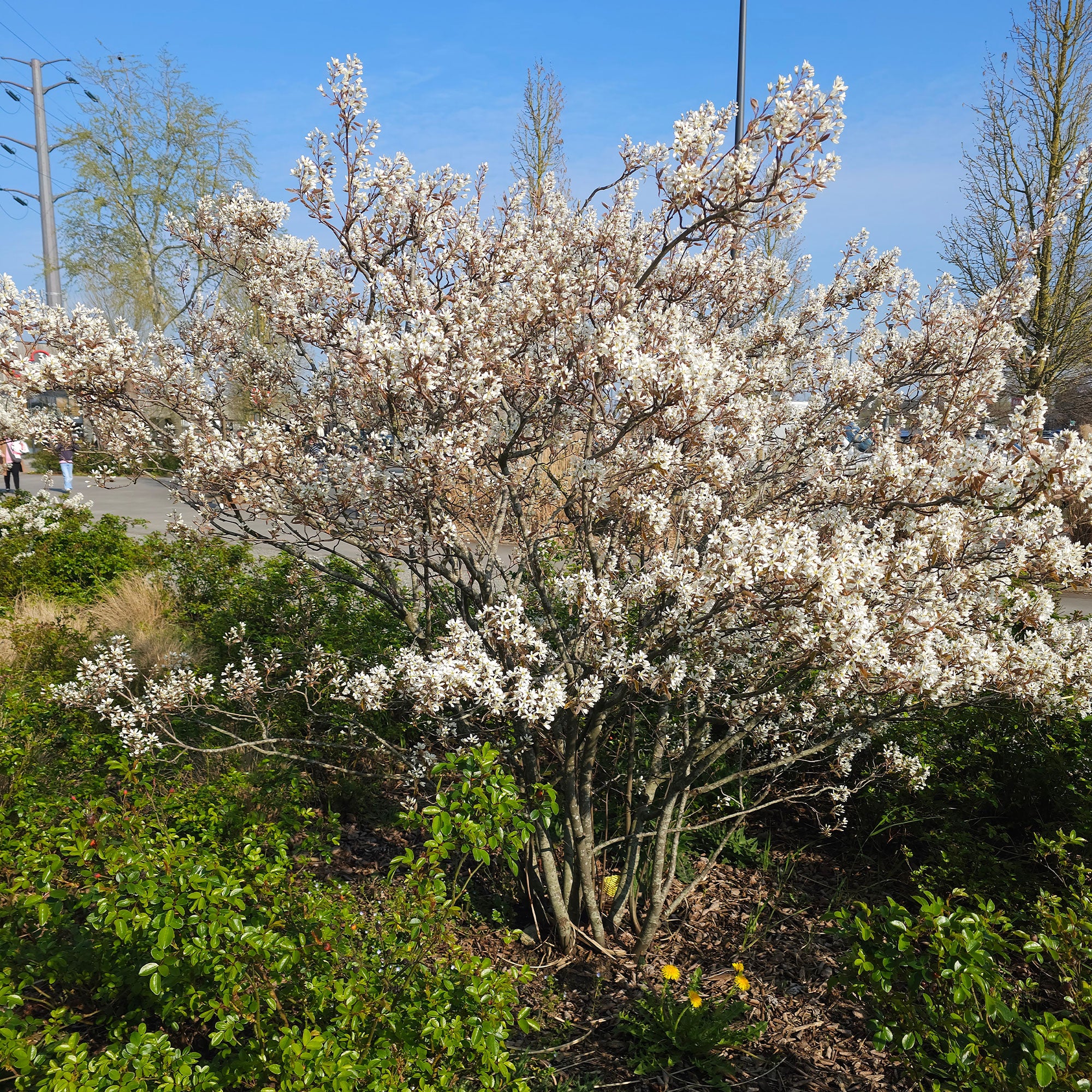 Bakker Amélanchier de Lamarck arbuste pot 2L fleur blanche
