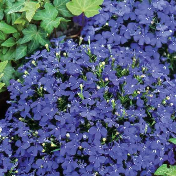 Bakker Potager et Graines Lobelia Emperor William graine bleue sachet