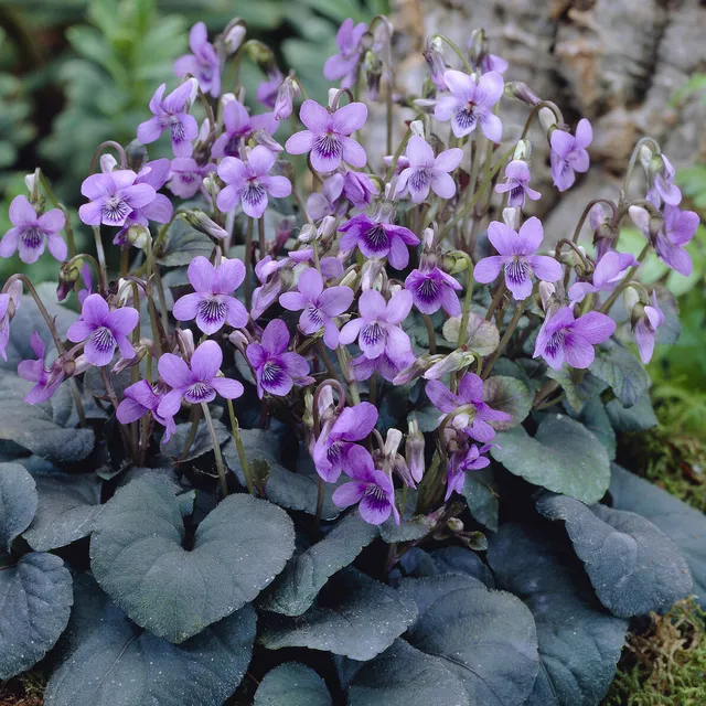 Bakker Violette de Labrador vivace pot 9cm pourpre