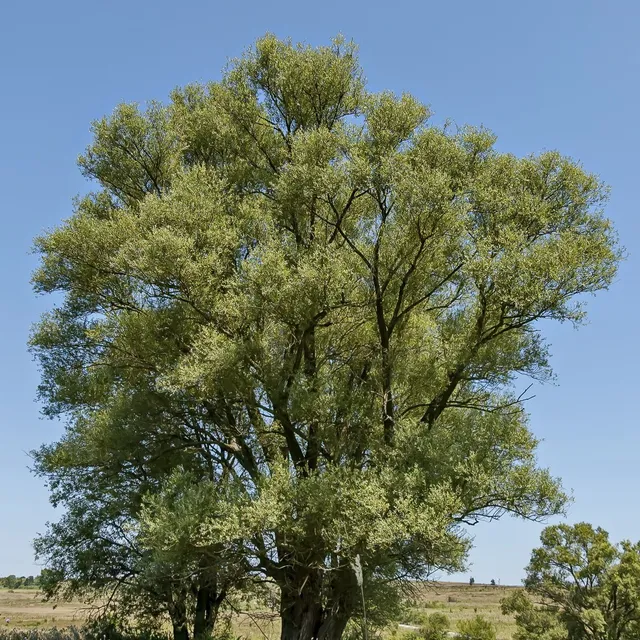 Bakker Arbres Saule blanc Salix alba pot 2L 80-100cm argenté