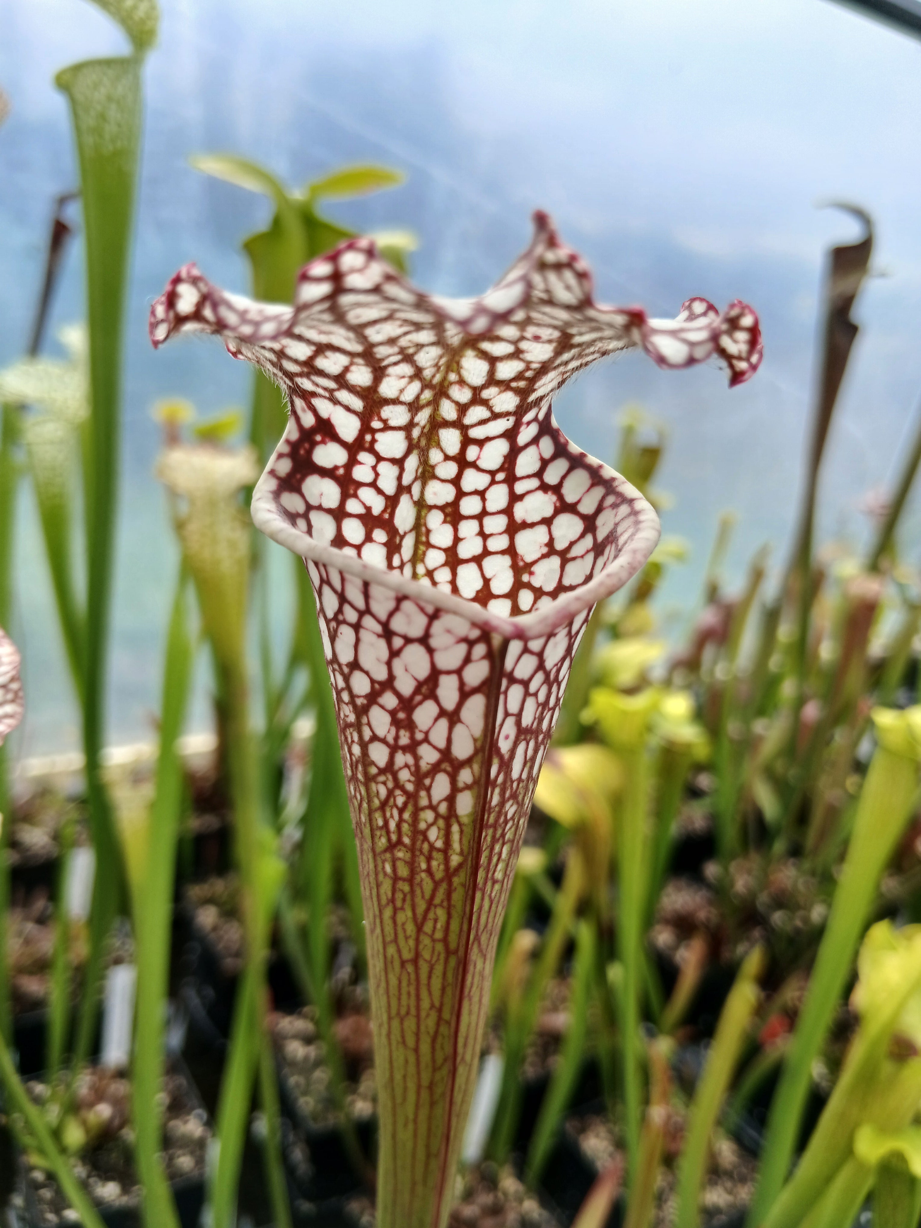 Carniflore Sarracenia Cronus Titan plante carnivore 80 cm pot 11