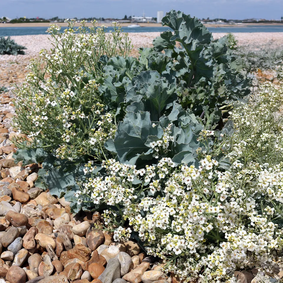 Bakker Crambe maritime chou marin vivace pot Ø9cm blanc
