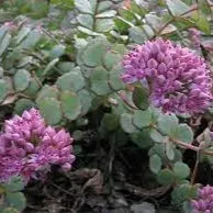 Passion Vivaces Sedum sieboldii orpin godet feuilles bleutées roses