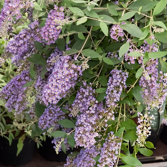 Bakker Buddleia Dreaming Lavender arbre à papillons pot 9cm