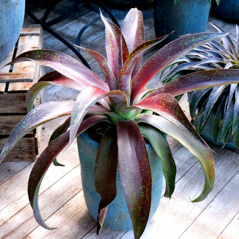 Bakker Mission to Mars mangave pot 1L rosette rouge