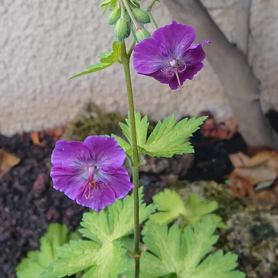 Passion Vivaces Geranium phaeum Anne Claire géranium pot 1 L violet
