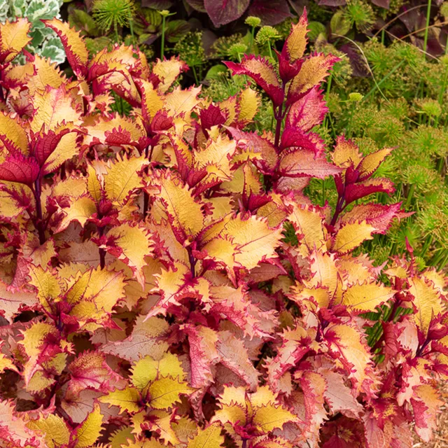 Bakker Henna coleus pot Ø 10,5 cm feuillage cuivré