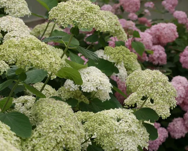 Les Hortensias du Haut Bois Lime Rickey hortensia arborescent