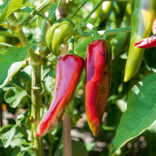 Bakker Piment Gorria plants potagers lot 3 pot Ø10.5cm