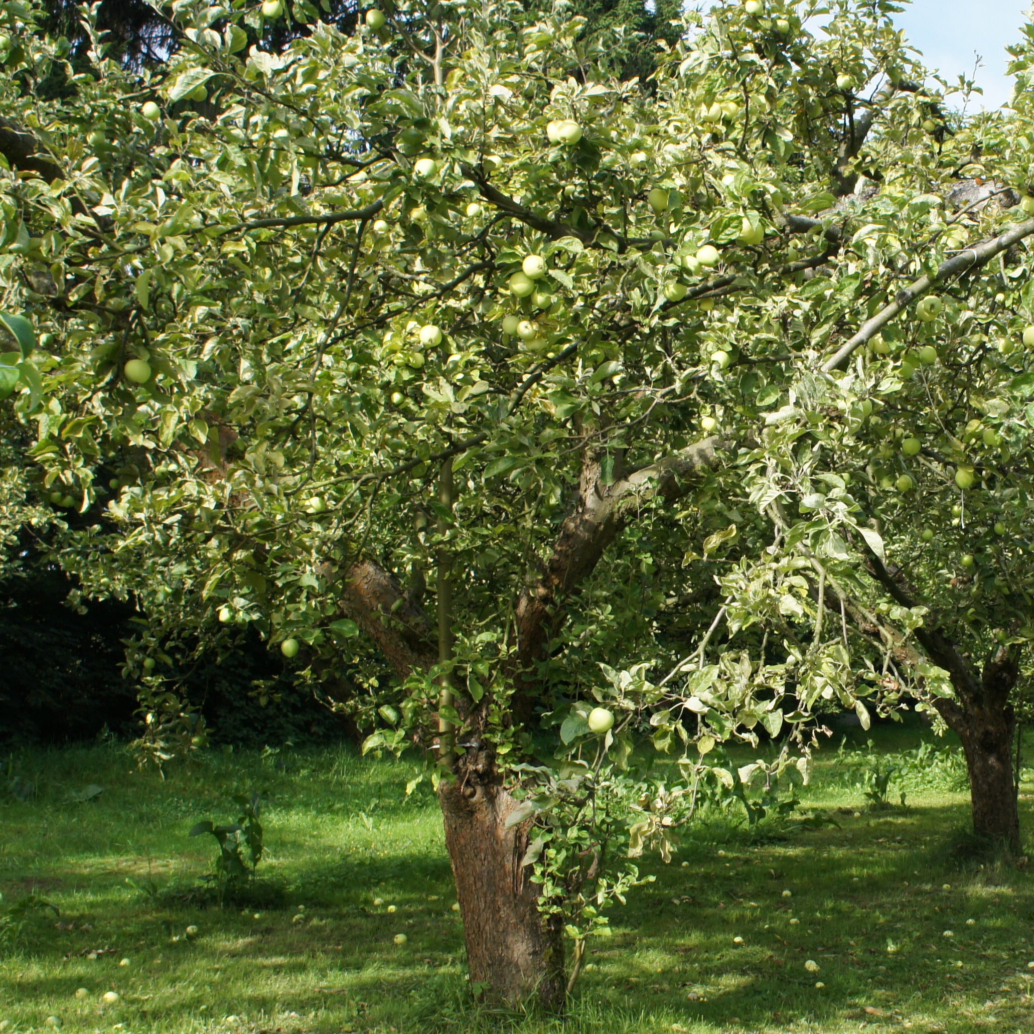 Bakker Pommier Granny Smith fruitier pot 5L 70-90cm
