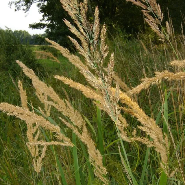Bakker Plantes d'extérieur Roseau des bois graminée pot 8cm soleil