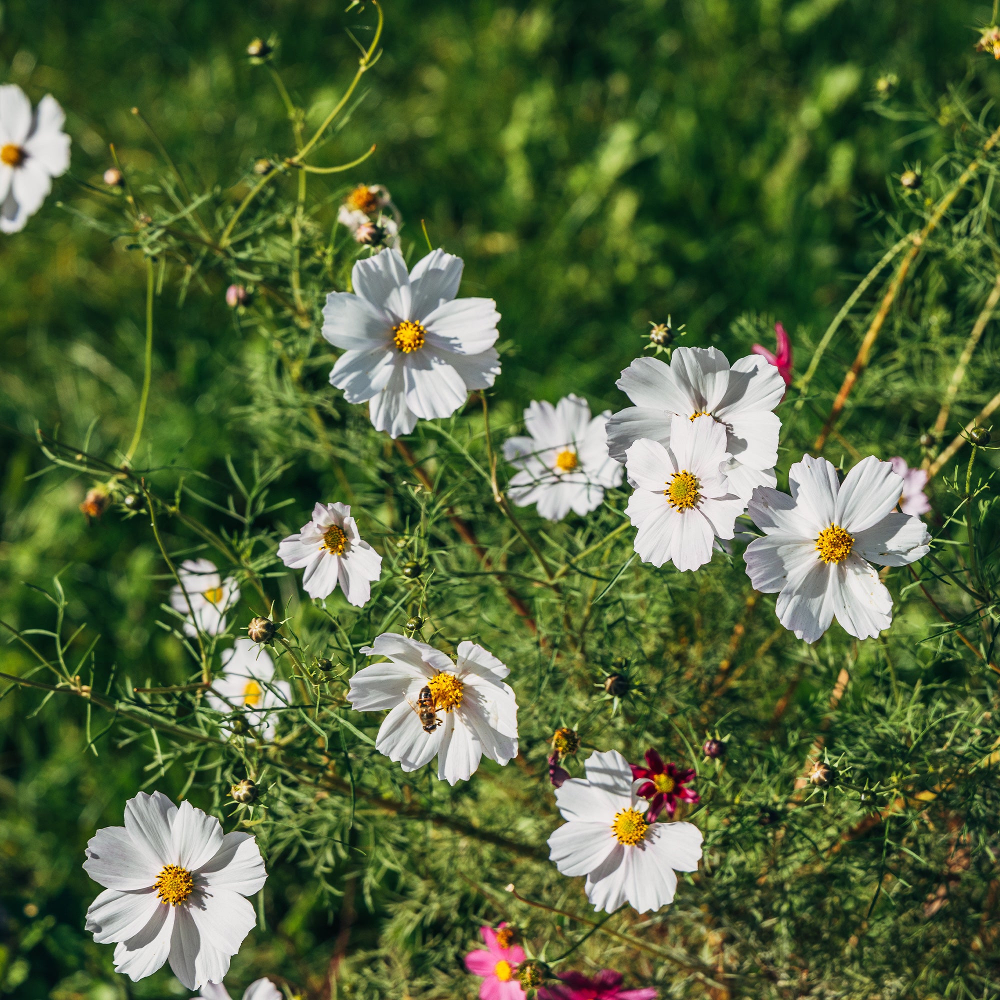Bakker Cosmos blanc plante fleurie Ø 10,5cm