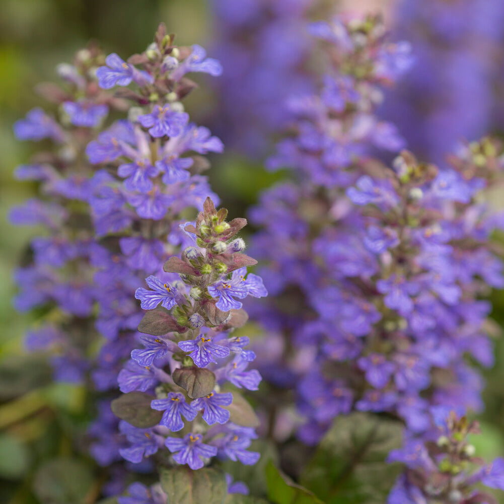 Bakker Bugle rampante Atropurpurea pot Ø9cm couvre-sol pourpre