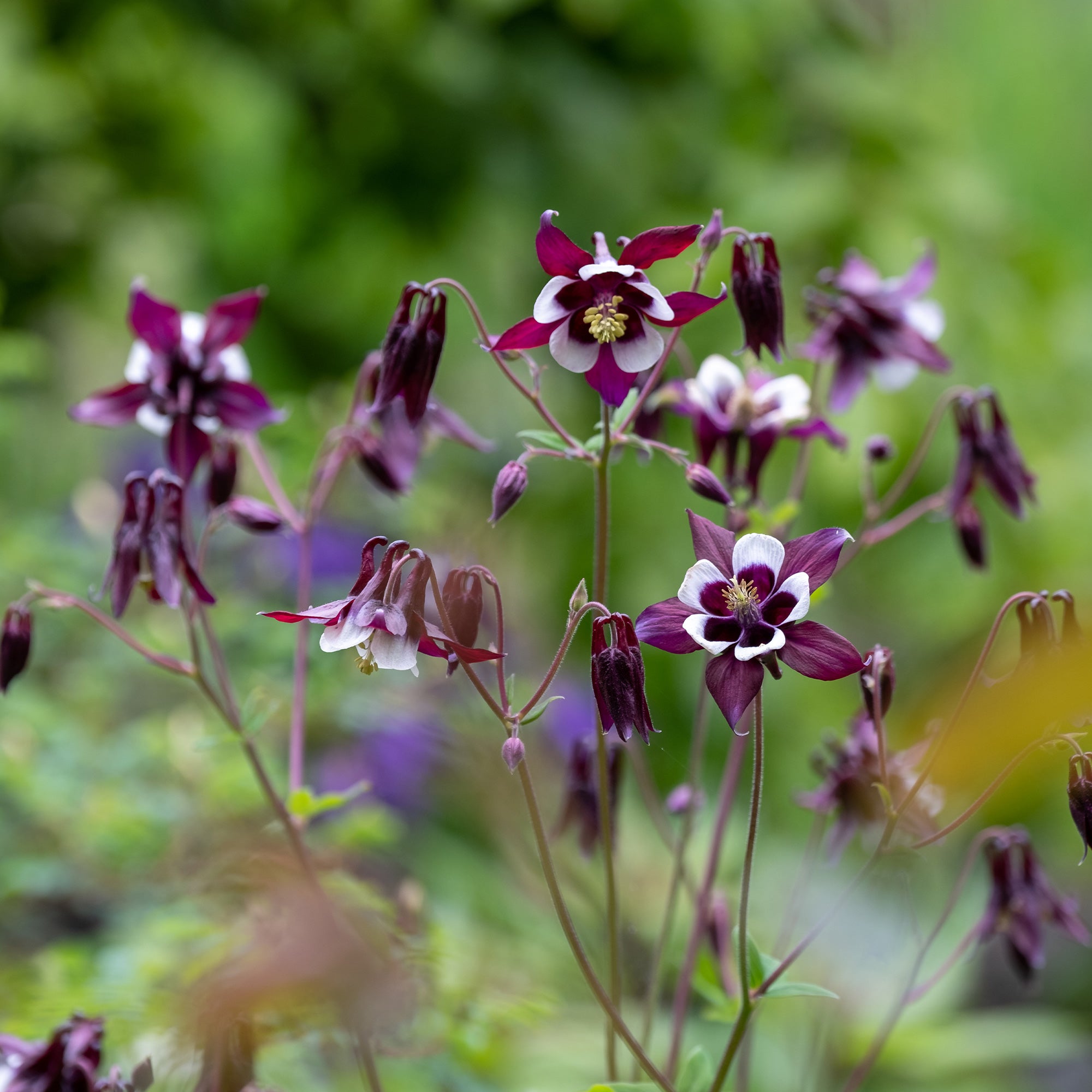 Bakker Ancolie William Guiness plante vivace godet 8cm violet