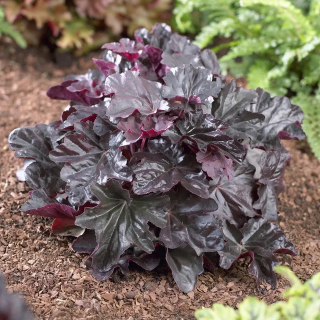 Bakker Obsidian heuchère vivace pot Ø9cm feuillage noir