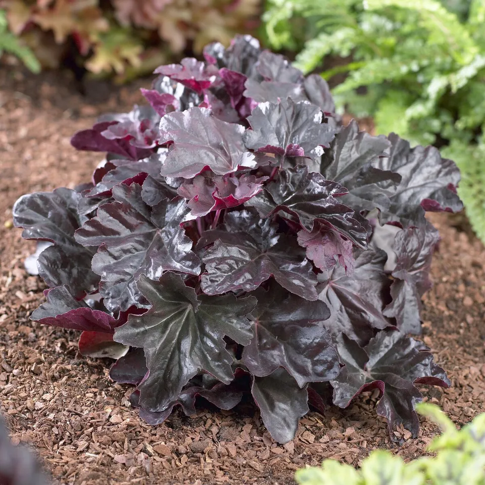 Bakker Obsidian heuchère vivace pot Ø9cm feuillage noir