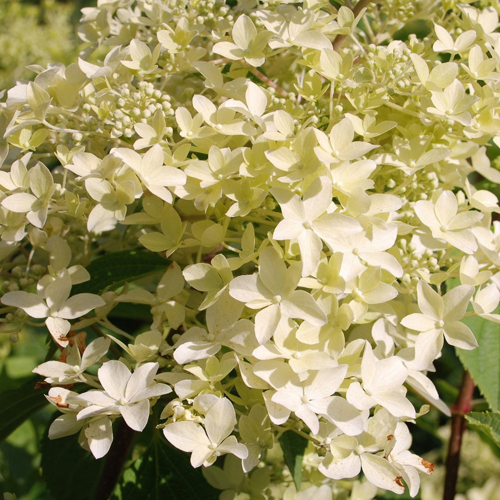Bakker Dentelle de Gorron hortensia paniculé pot 3 L