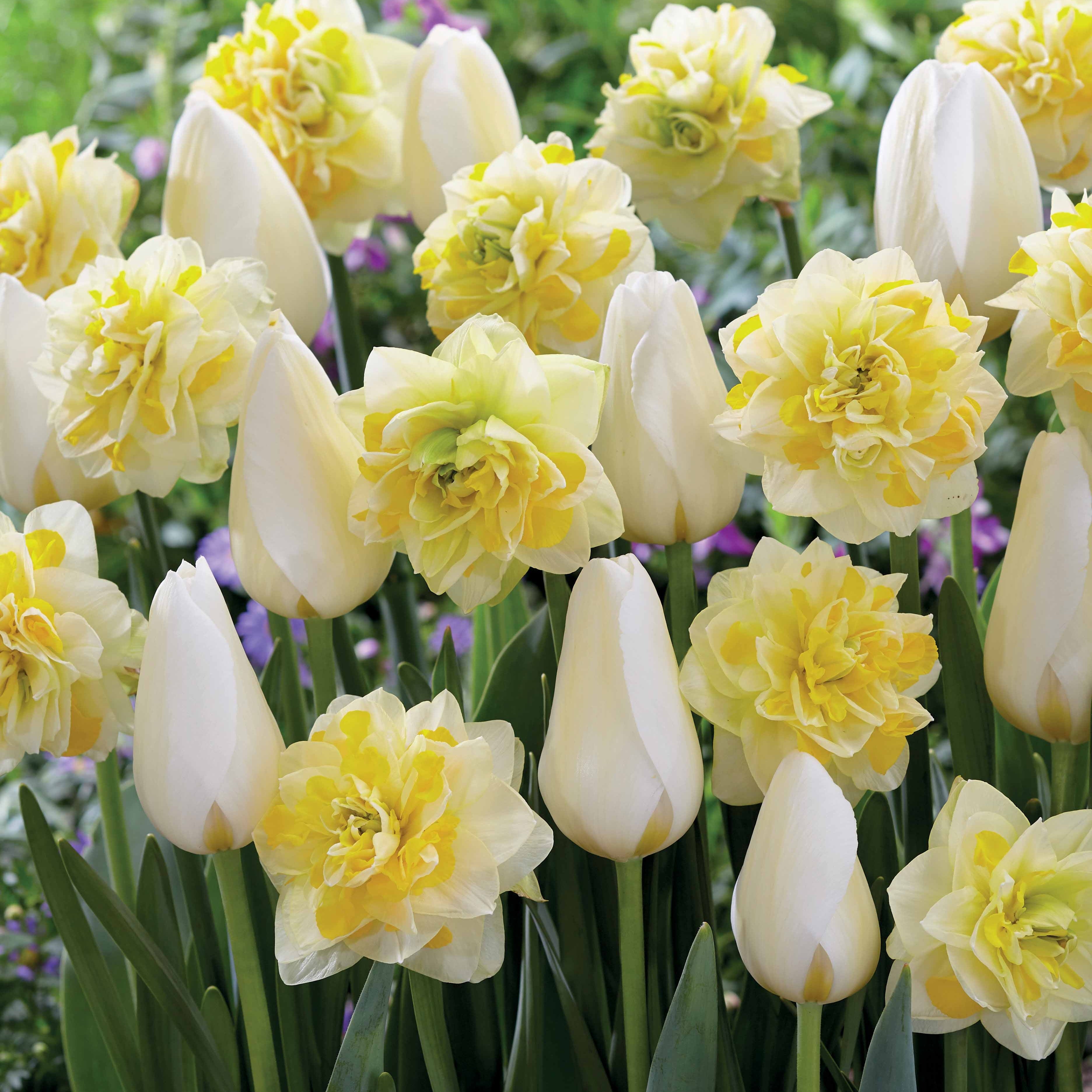 Bakker Tulipes Françoise Narcisses mélange 20 bulbes printanier