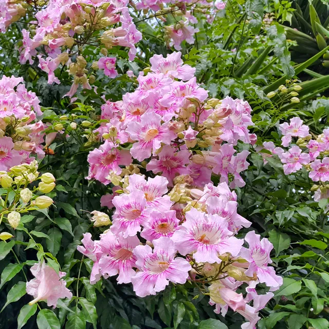 Bakker Bignone Comtesse Sarah pot Ø9cm fleur rose