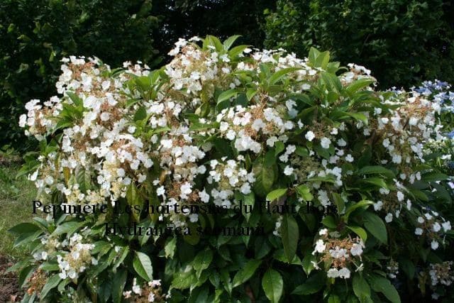 Les Hortensias du Haut Bois Seemanii hortensia grimpant persistant