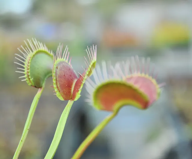 Carniflore Dionée Dionaea Greta Garbo plante carnivore pot 9x9cm