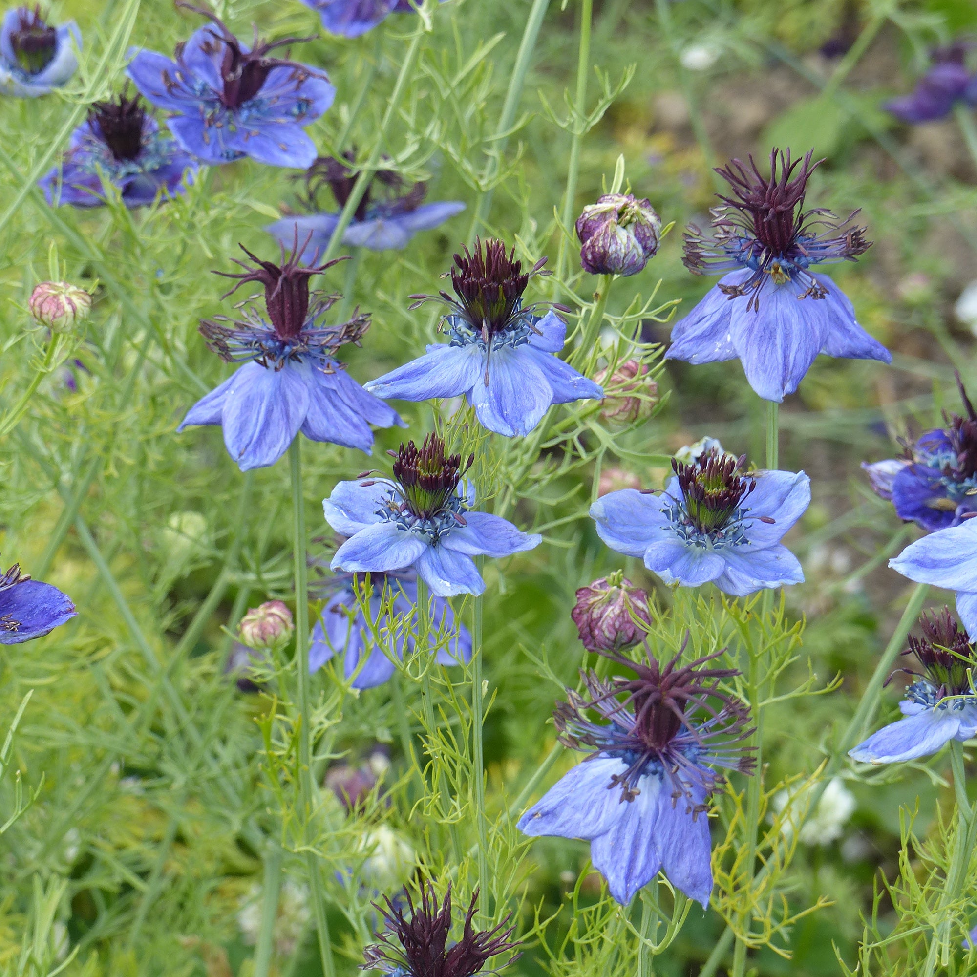 Bakker Midnight nigelle d’Espagne sachet 1g fleurs bleues