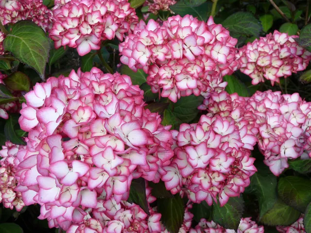 Les Hortensias du Haut Bois Dolce France Hortensia Godet