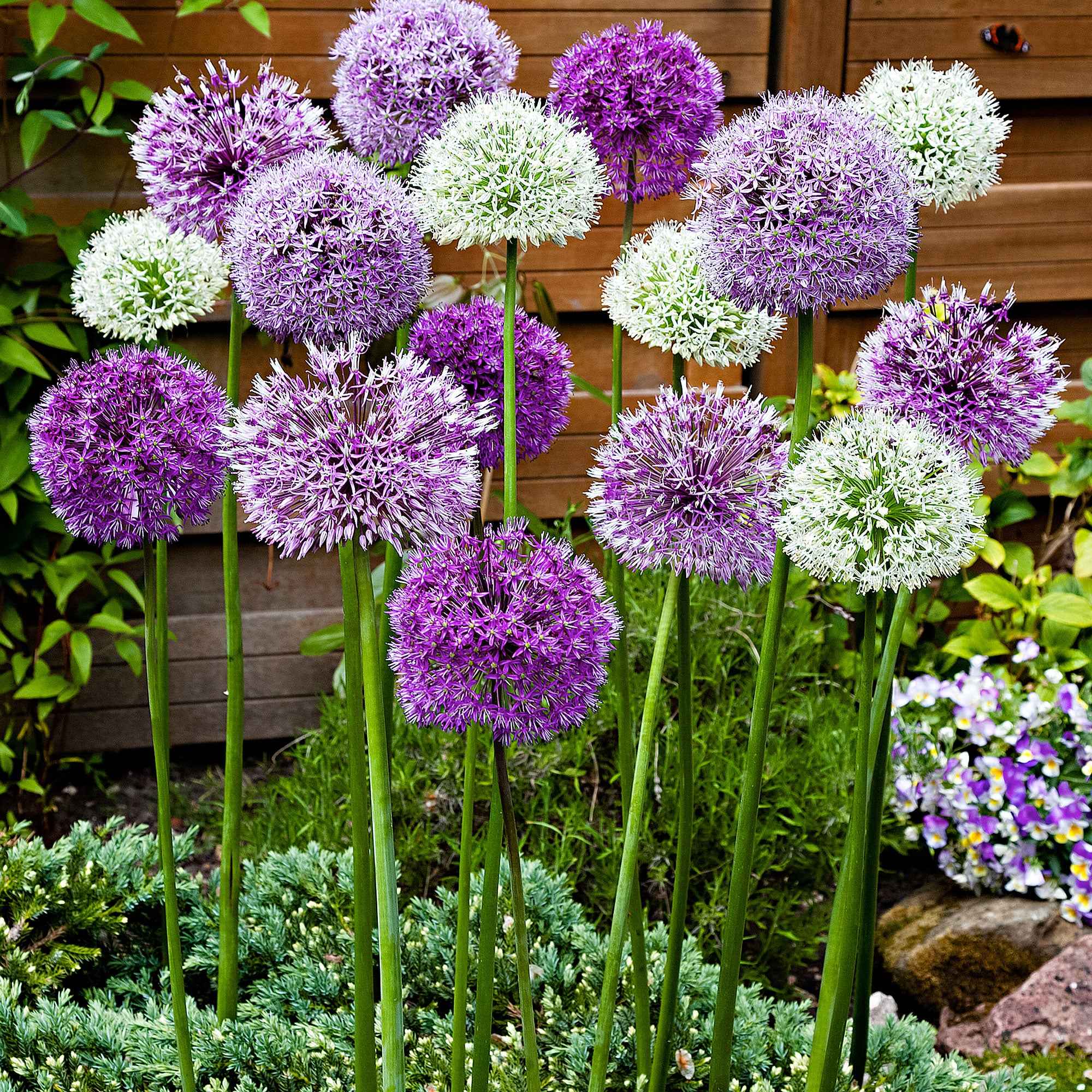 Bakker Bulbes 10 Alliums mélange bulbes sachet 10 calibre 12cm+