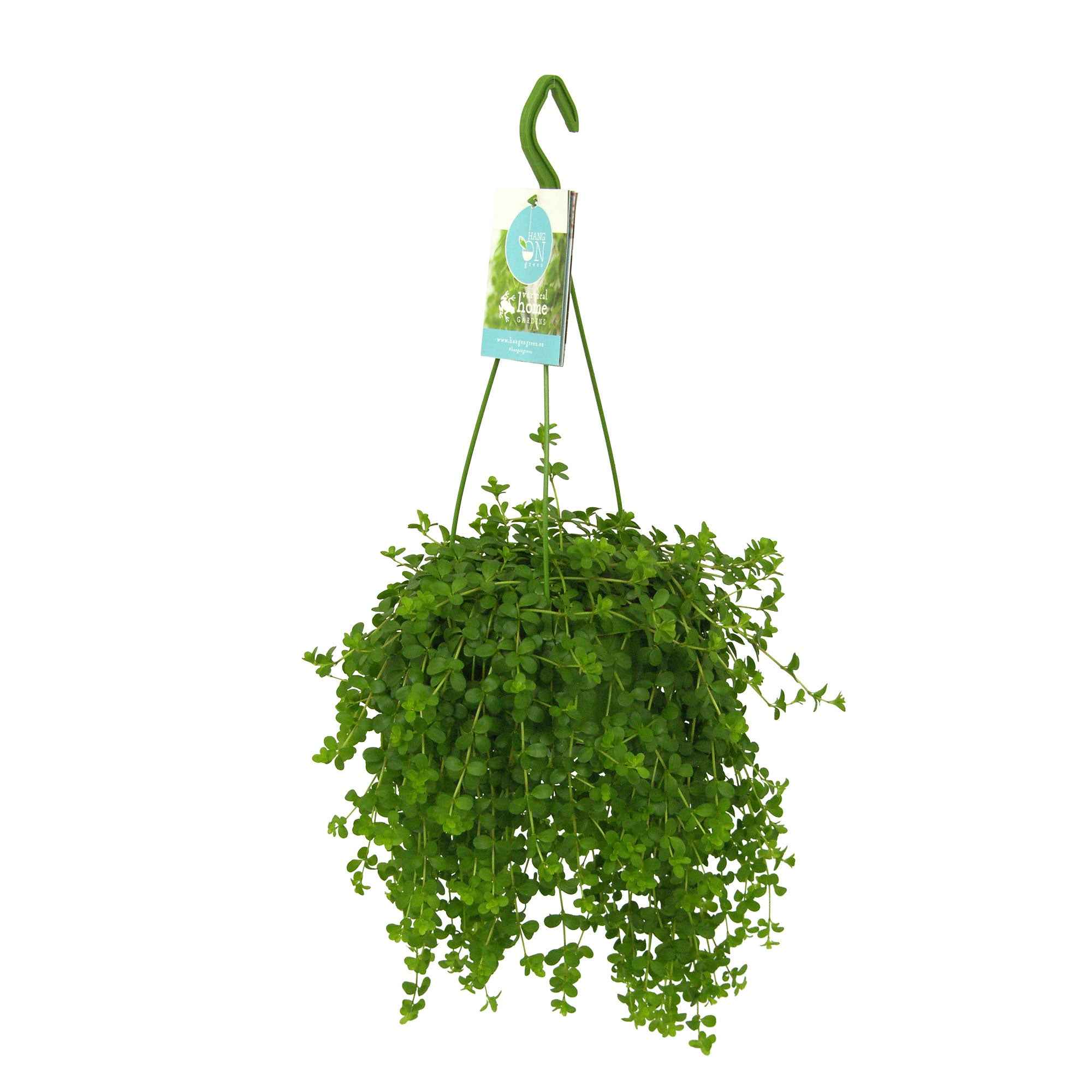 Bakker Peperomia Isabelle suspendue pot Ø14cm retombante